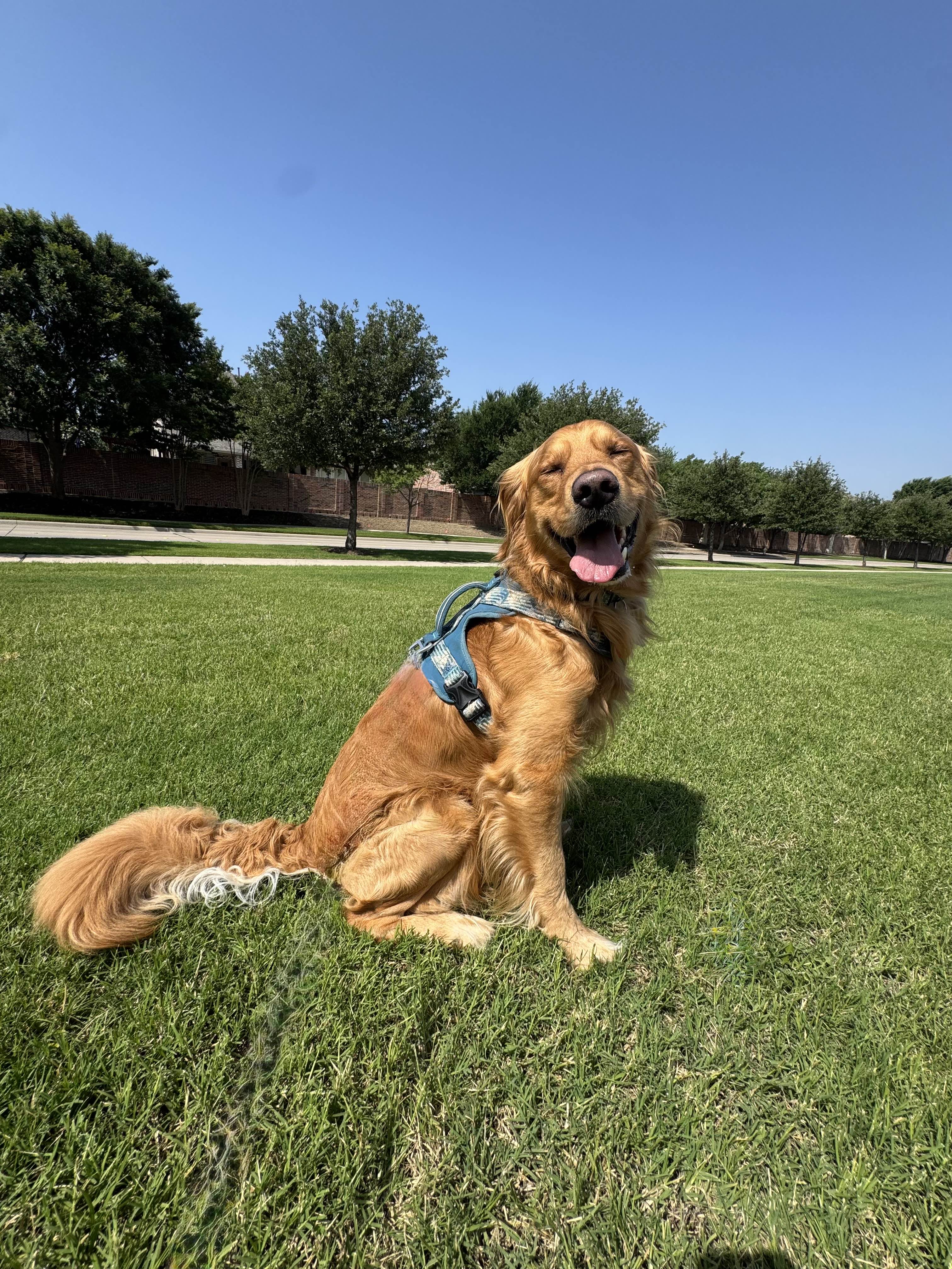 Dog walking in Little Elm Texas