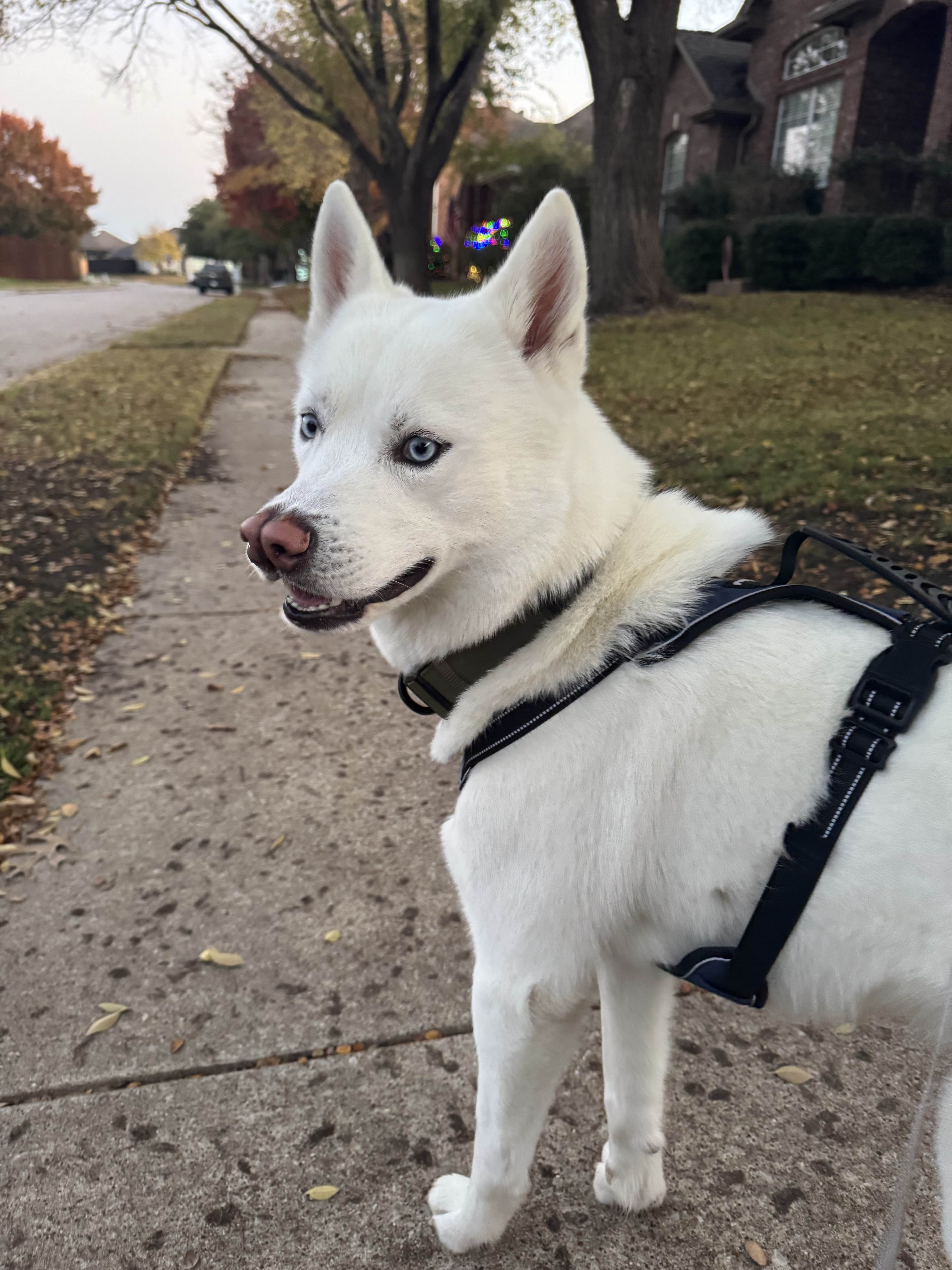 Little Elm dog walker with happy dog outdoors