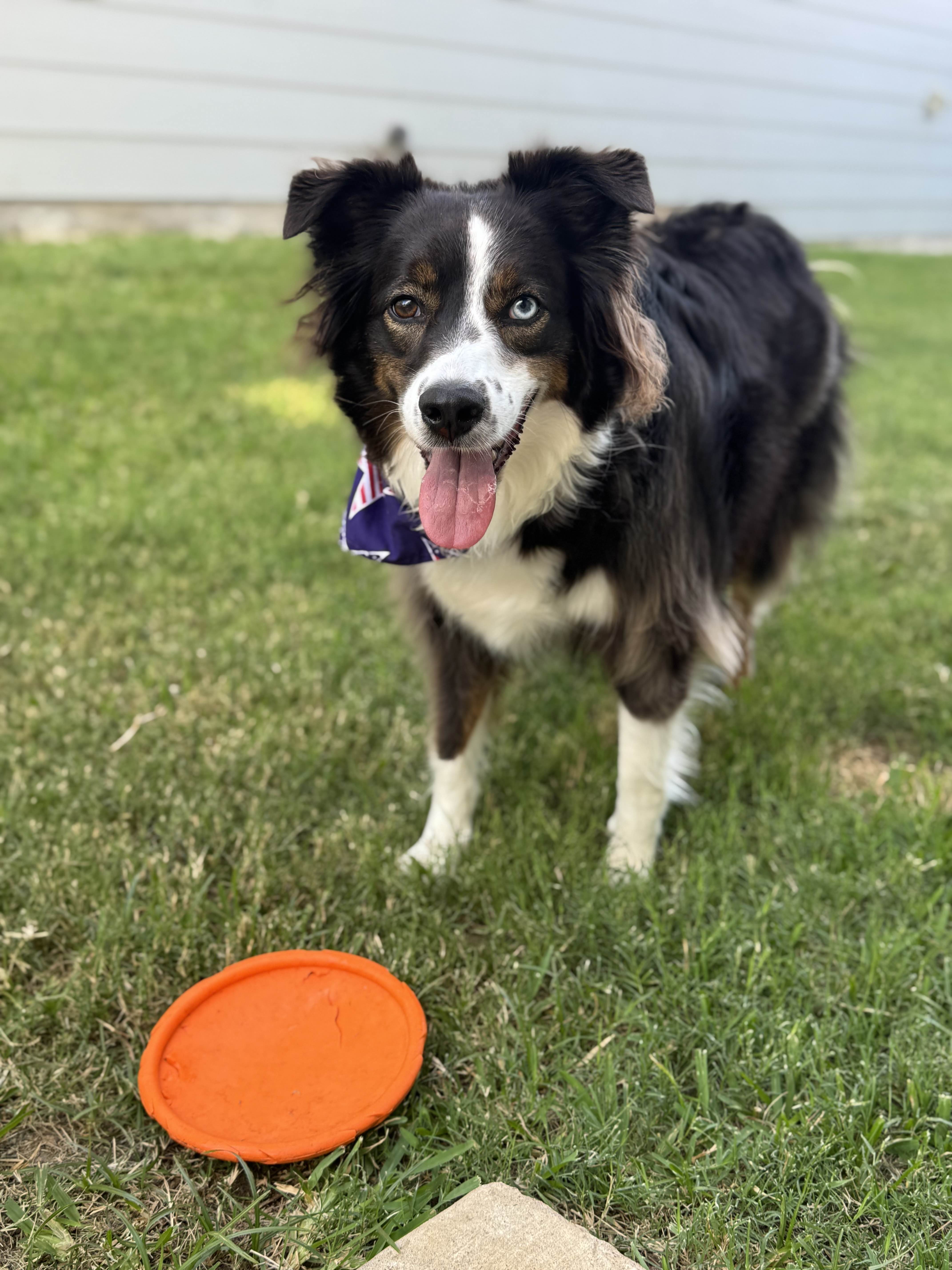 Dog receiving care in Little Elm Texas
