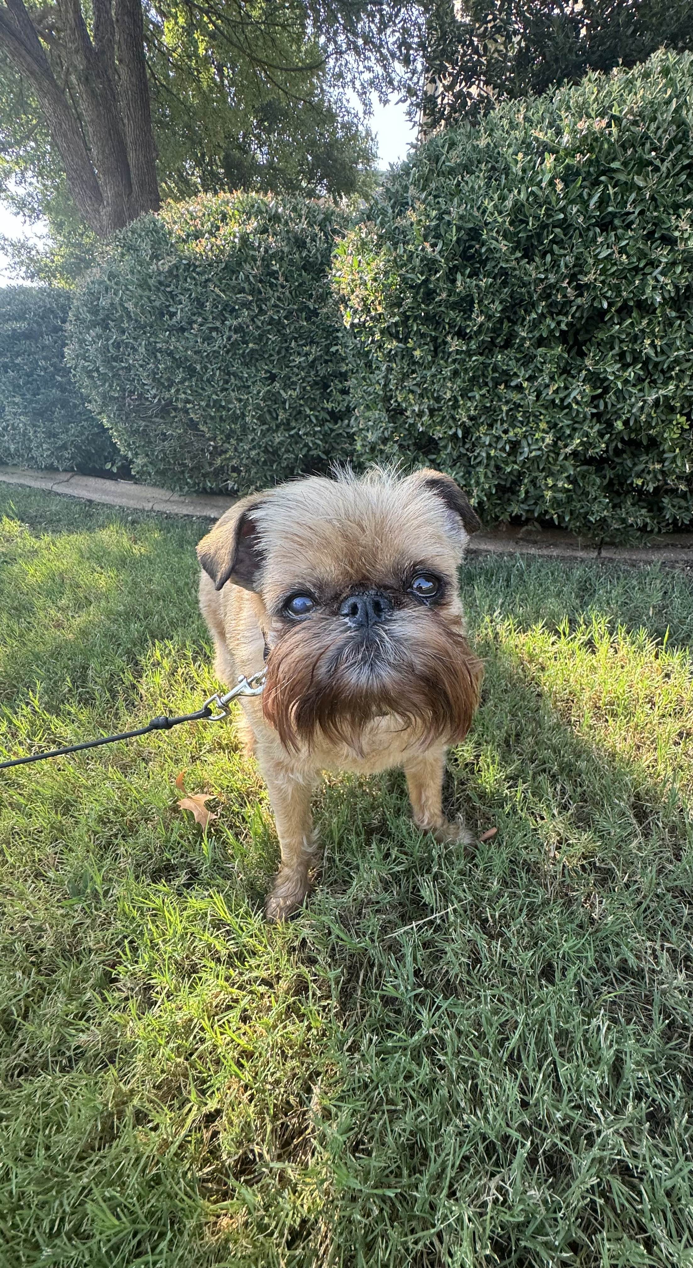 Happy dog outdoors in Little Elm Texas