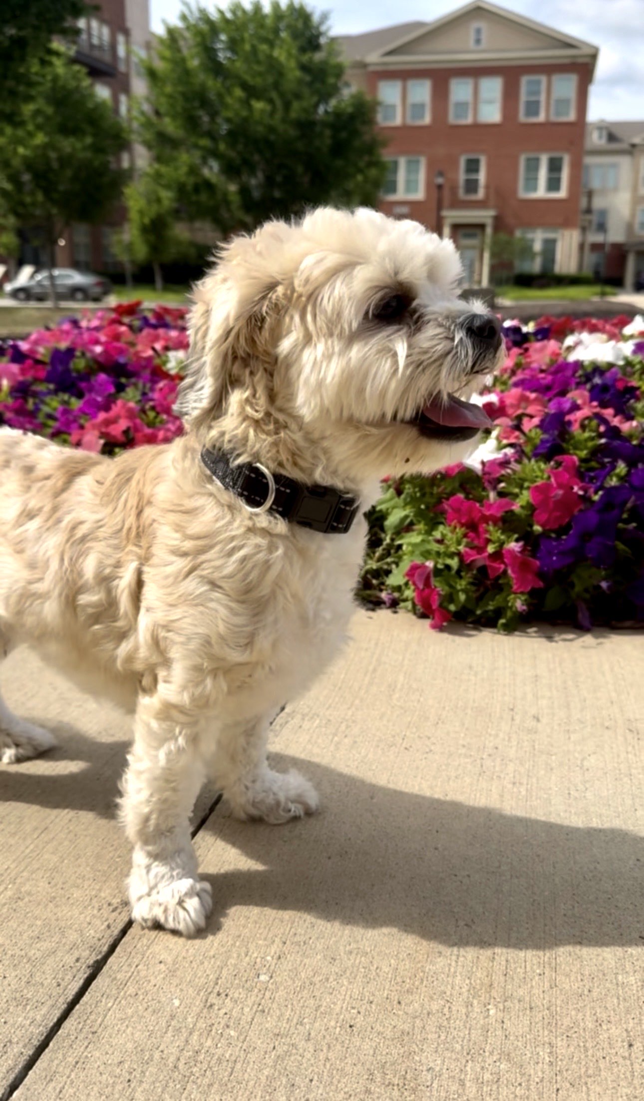 Trusted pet care in Little Elm Texas