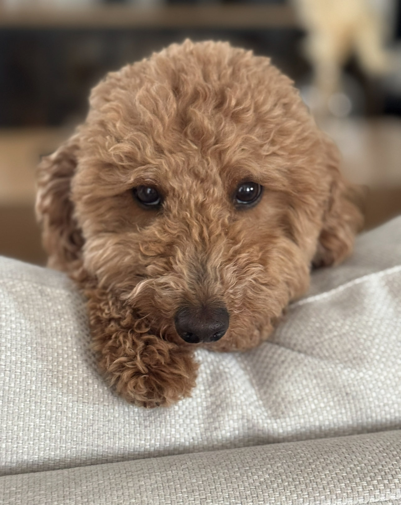 Pet sitting in Little Elm Texas
